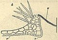 Insectivorous Plants, Darwin, 1899 (fig. 20).jpg