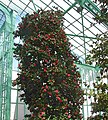 Interior architecture of Laeken Royal Greenhouses Brussels, Belgium - en 2008 (4)