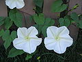 Ipomoea alba