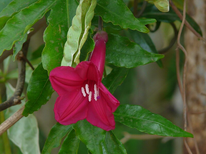 File:Ipomoea horsfalliae (3441066964).jpg