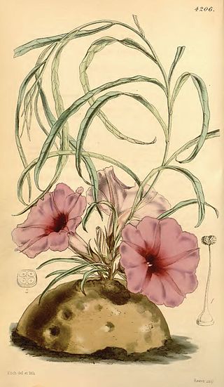 <i>Ipomoea simplex</i> Species of flowering plant