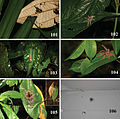 Iridopelma hirsutum - ZooKeys-230-001-g019.jpeg