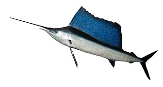 ครีบหลังขนาดใหญ่ที่หดเก็บได้ของปลากระโทงร่มอินโด-แปซิฟิก