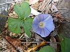 Ivy-leaved morning glory.JPG