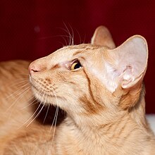 Oriental Longhairs have the same wedge-shaped heads as modern Siamese cats JAV Veniamin Bali Lend (11319297486) (2013; cropped 2023).jpg