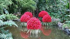 Jardin botanico-Plantas acuaticas-Medellin.jpg