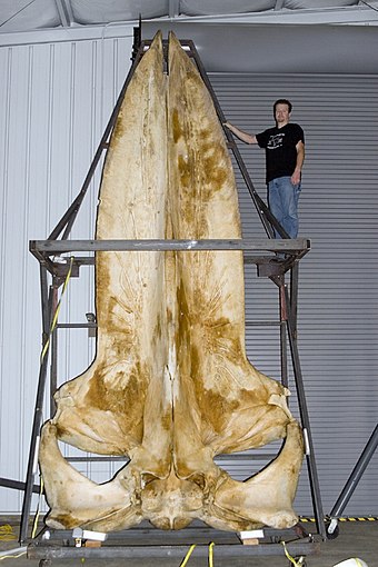 A blue whale skull measuring 5.8 meters (19 ft)
