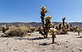 * Nomination Joshua Tree National Park, California, USA --XRay 04:34, 14 January 2014 (UTC) * Promotion Good quality. --Tonto II. 09:55, 14 January 2014 (UTC)