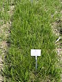 Juncus compressus - Botanischer Garten München-Nymphenburg - DSC07834.JPG