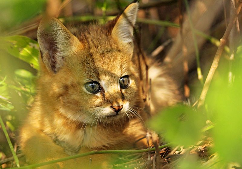 File:Jungle Kitten.jpg