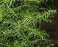 Juniperus drupacea (Syrian Juniper) (30485886163).jpg