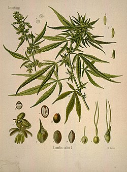 Köhler's Medizinal-Pflanzen in naturgetreuen Abbildungen mit kurz erläuterndem Texte (Plate 13) (7118311651).jpg