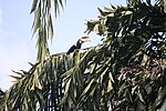 Thumbnail for File:KAD9176-Malabar pied hornbill-side-Dandeli.jpg