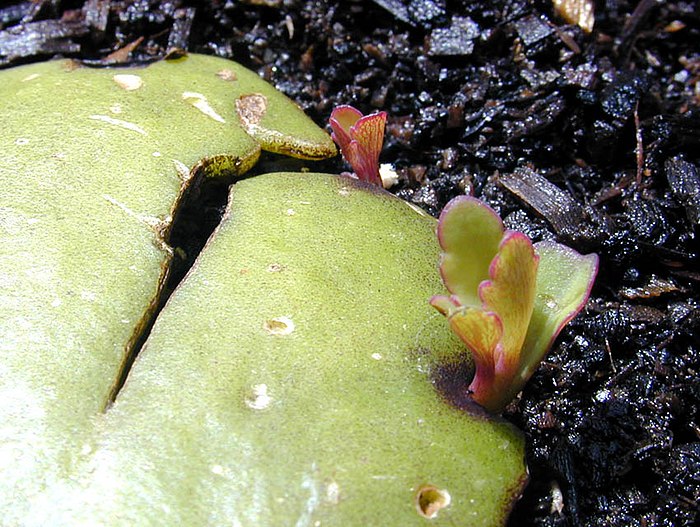Production of new individuals along a leaf margin of the  miracle leaf plant (Kalanchoe pinnata). The small plant in front is about 1 cm (0.4 in) tall. The concept of "individual" is obviously stretched by this asexual reproductive process.