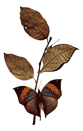 Una il·lustració de 1902 de dos exemplars de Kallima paralekta en mostra un amb les ales plegades i gairebé indistinguible de les fulles mortes, i un amb les ales esteses mostrant colors brillants.