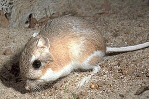 Kangaroo rat of the genus Dipodomys