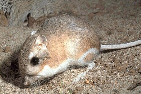 File:Kangaroo-rat.jpg