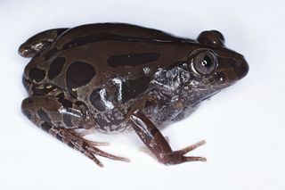 <i>Kassina senegalensis</i> species of amphibian