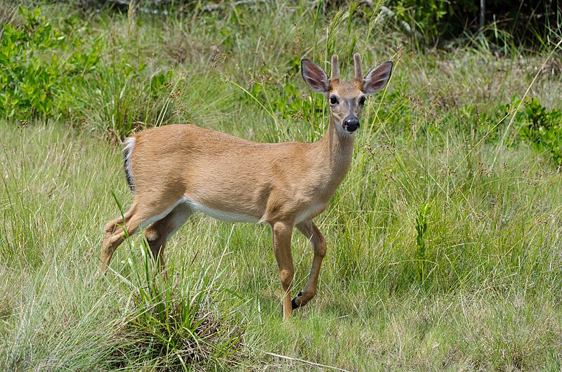 File:Key Deer on Big Pine Key.jpg