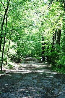 View of the closed road, through the heavily forested parkland. Klingle road.May2008.websize.JPG