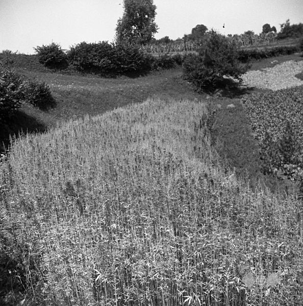 File:Konopljena njiva v "dragi", Oštrc 1956.jpg