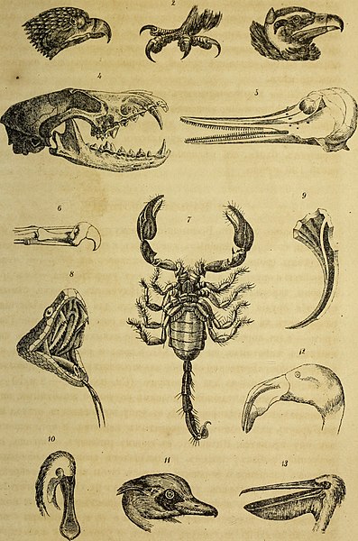 File:Kosmos, biblii͡a prirody - sochinenie A.N. Benera; Perevod s ni͡emet͡skago (1870) (14595310440).jpg