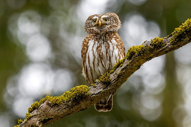 File:Kulíšek nejmenší (Glaucidium passerinum) - je malý vzrůstem,ale velký bojovník a dokonalý lovec.jpg