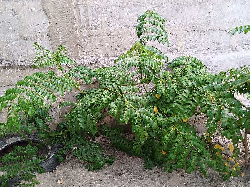 File:L'espèce Caesalpinia bonduc observée à Cotonou.jpg