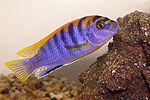 Thumbnail for Labidochromis sp. "Hongi"