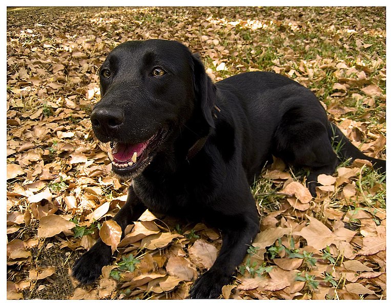 File:Labrador-Retriever-cross.jpg