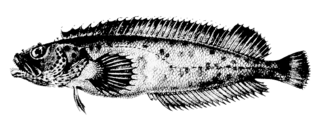 <i>Auchenionchus microcirrhis</i> Species of fish