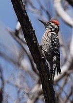 Thumbnail for File:Ladder-backed Woodpecker (34056424395).jpg