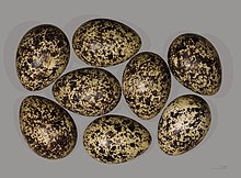 Red grouse eggs Lagopede d'Ecosse MHNT.jpg