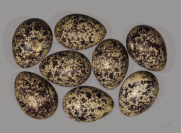 Red grouse eggs