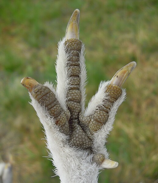 File:Lagopus lagopus foot.jpg