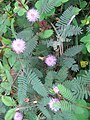 লাজুকীলতা Mimosa pudica