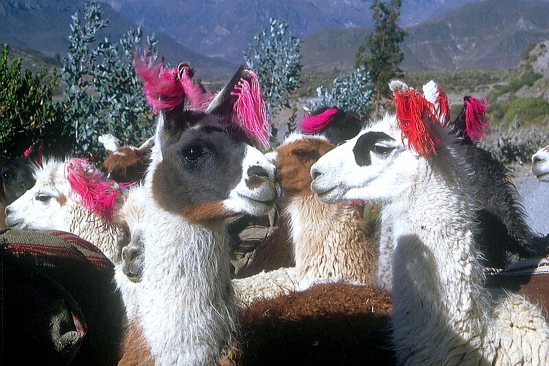 File:Lamas im Colcatal.jpg