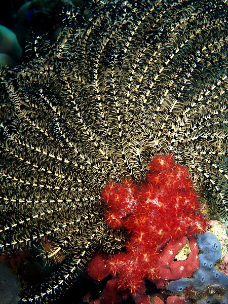 File:Lamprometra palmata (Feather star) with Dendronephthya sp. (Soft tree coral).jpg