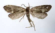 Lampronia flavimitrella.jpg 