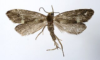 <i>Lampronia flavimitrella</i> Species of moth