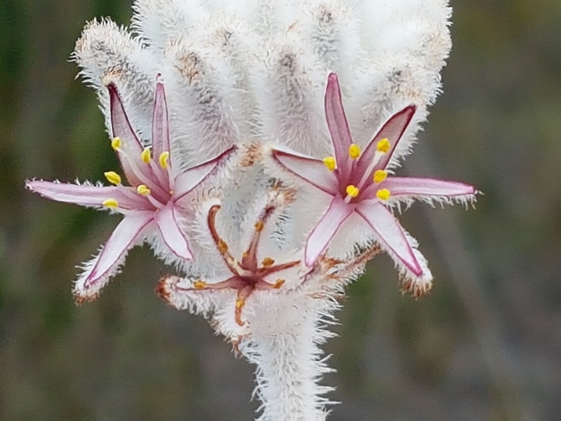 Lanaria lanata