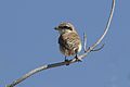 * Nomination Red-backed shrike (Lanius collurio). Mersin - Turkey. --Zcebeci 11:35, 5 October 2016 (UTC) * Promotion Good quality. --Jacek Halicki 13:12, 5 October 2016 (UTC)