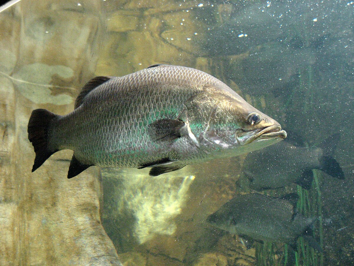 Fish stocks - Wikipedia