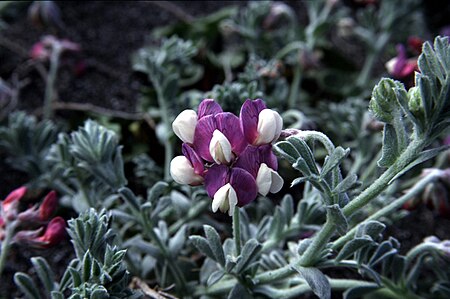 Lathyrus_littoralis