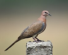 Laughing dove at Sultanpur National Park, Haryana Laughing Dove (13845819085).jpg