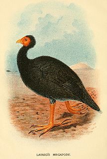 Vanuatu megapode Species of bird