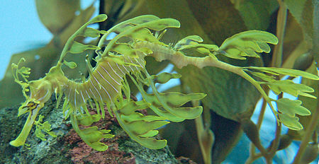 ไฟล์:Leafy Seadragon Phycodurus eques 2500px.jpg