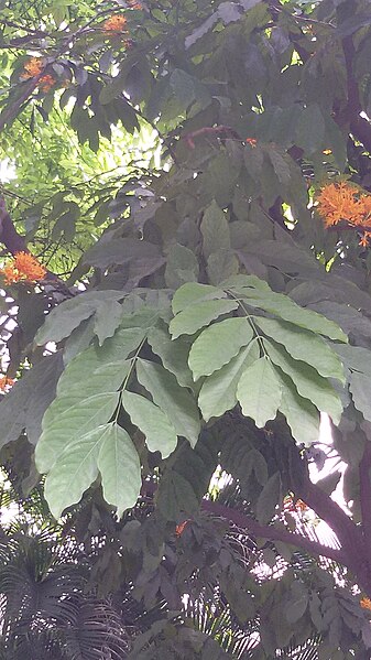 File:Leaves for Saraca indica.jpg