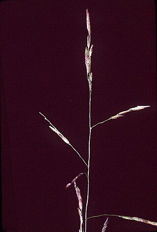 <i>Leersia virginica</i> Species of flowering plant