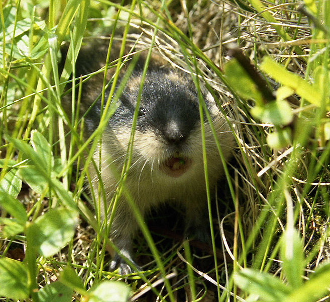 File:Lemming.jpg